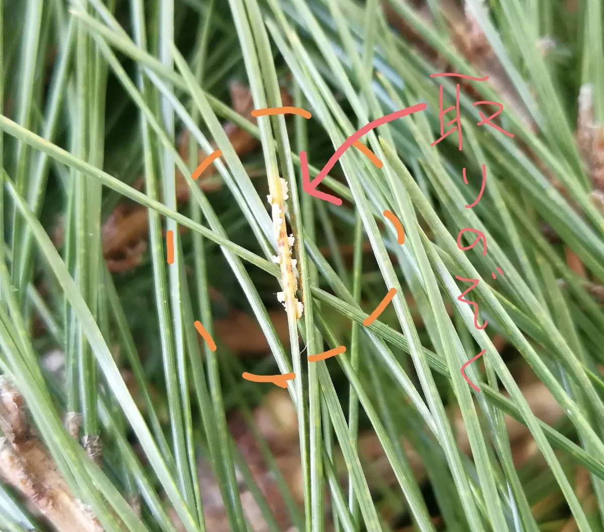 🔄 定期便｜🉐 お得用・無選別】松葉 2kg｜天然・無農薬 南部赤松