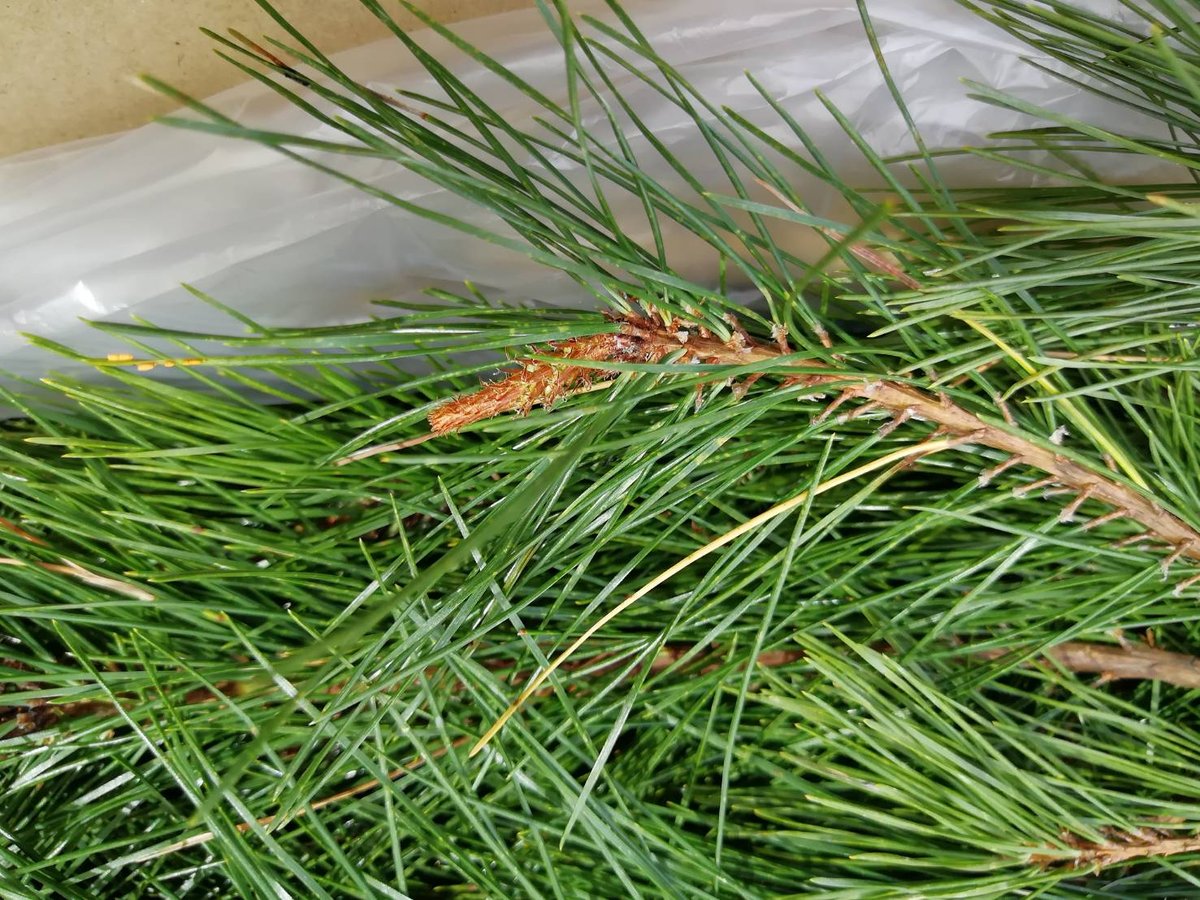 🔄 定期便｜🉐 お得用・無選別】松葉 2kg｜天然・無農薬 南部赤松