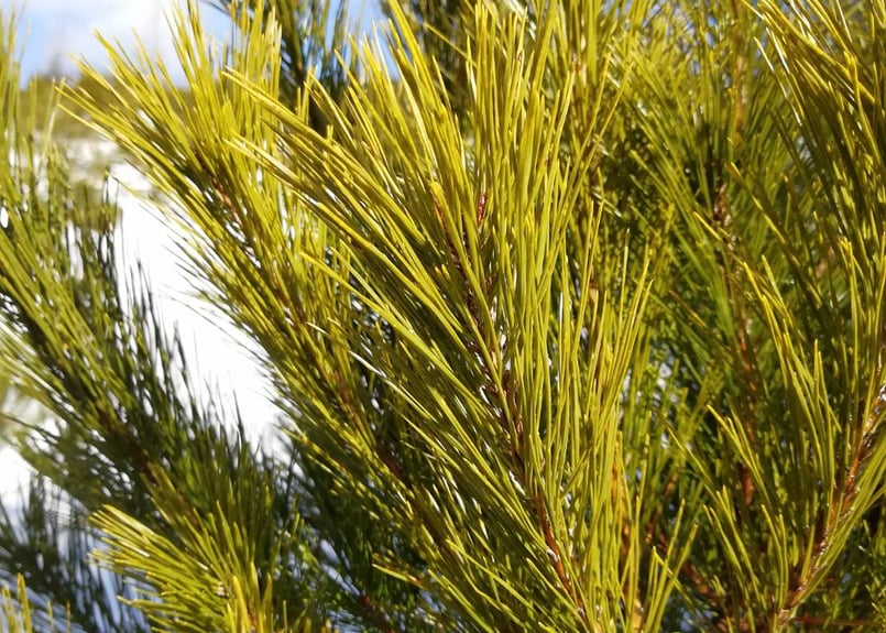 松葉2kg(無選別) / 松葉友の会＠岩泉 岩手県田野畑村産(天然・無農薬