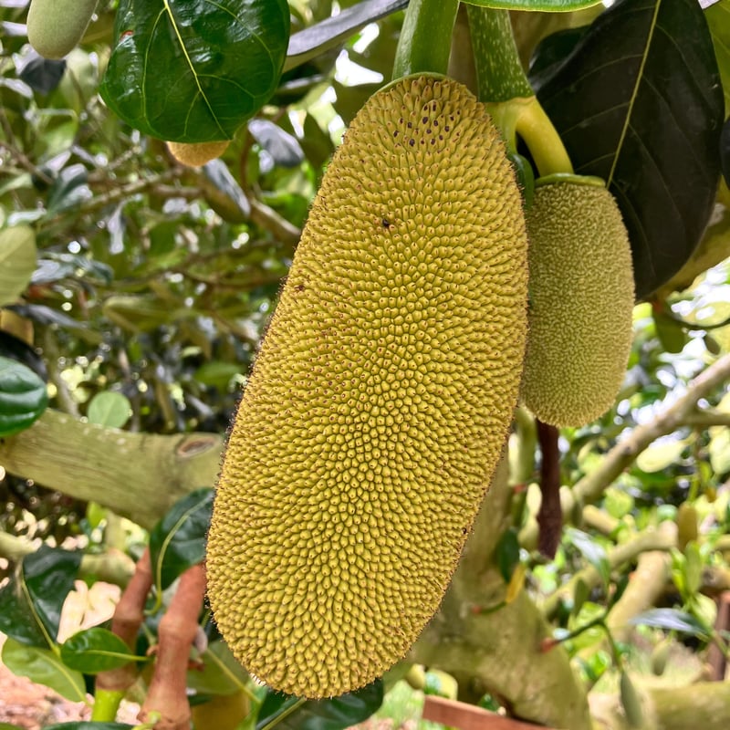 石垣島産 パラミツ ジャックフルーツ 5kg