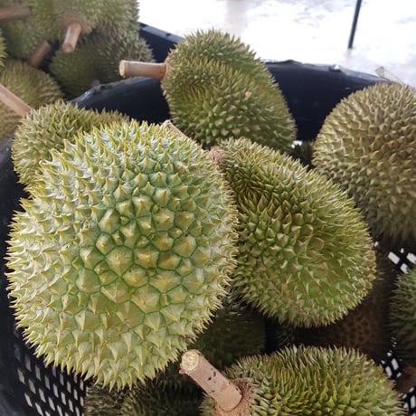 新鮮ドリアン 金枕約10kg 4個 新鮮ドリアン 金枕約10kg 4個