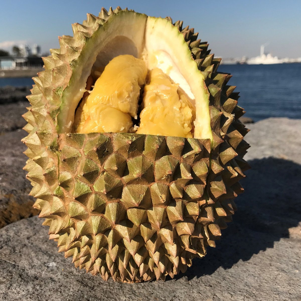 貓山王 数量限定冷凍ドリアン 500g✖︎10サンザシ冰糖葫芦 1本 おまけ付き 貓山王 数量限定冷凍ドリアン 500g✖︎10サンザシ冰糖葫芦 1本