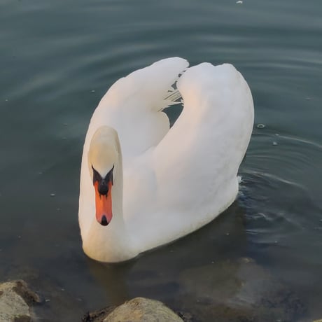 【写真】コブハクチョウ