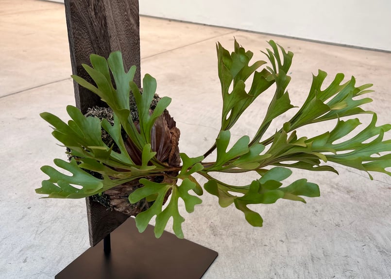 卓上スタンド ビカクシダ コウモリラン 多肉植物 ディスプレイ
