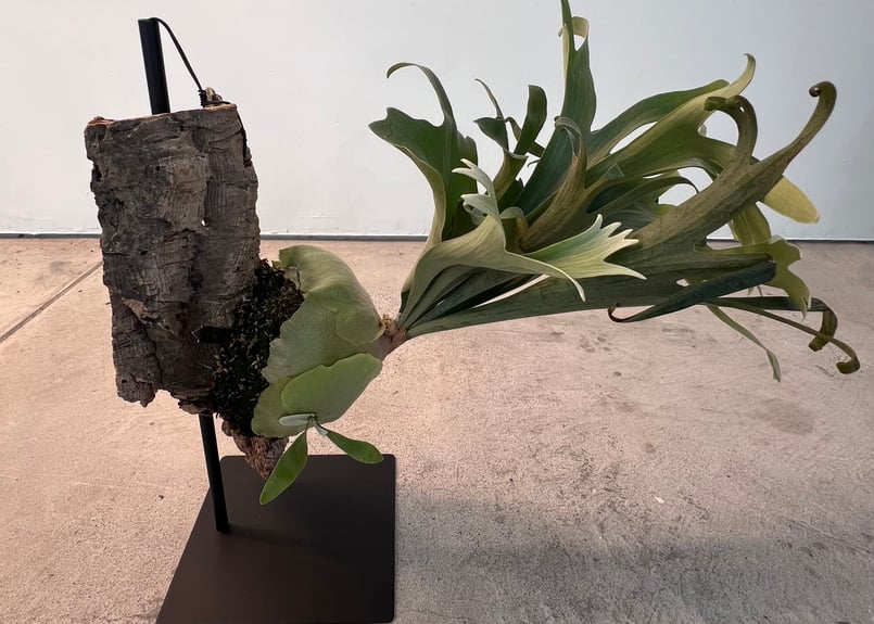 卓上スタンド ビカクシダ コウモリラン 多肉植物 ディスプレイ