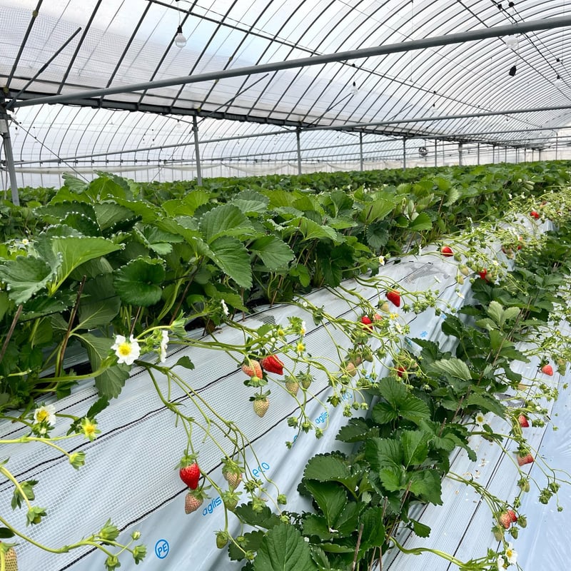 お酢屋さんがつくった さっぱりいちごみるくの素 | 江﨑酢醸造元