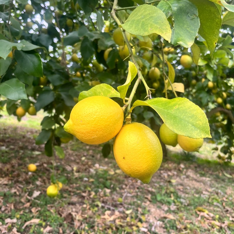 熊本産 レモンジャム | 江﨑酢醸造元オンラインショップ