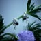 Pearl drop Mirion Carat Pierce/Earring (BLK)