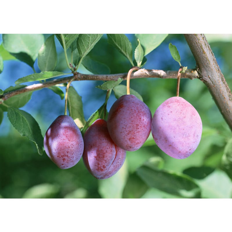 カリフォルニアプルーン100%【賞味期限2026年6月24日】 | OYAMA