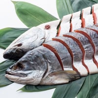 【北海道別海自社工場特製 ・ 甘塩】銀毛（秋味）＜オホーツク海産＞／ 丸１本 【切り身】
