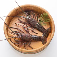 【016】(活) 伊勢海老 ／３００ｇ×２尾(約６００ｇ)　※消費期限２日＜国産＞