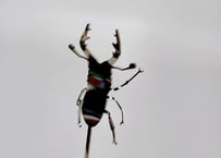 クワガタマドラー（無地・鏡面加工）