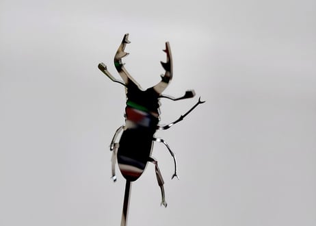 クワガタマドラー（無地・鏡面加工）