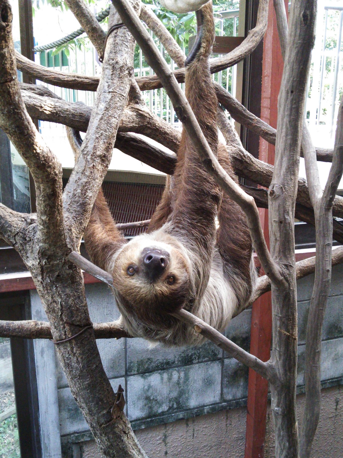 ナマケモノ様用です°・*:.。.☆ ナマケモノトング（「埼玉県こども動物自然公園」様コラボ商品です