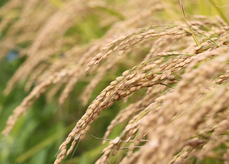 精米10㎏】白さと艶のゆきさやか | かしづく