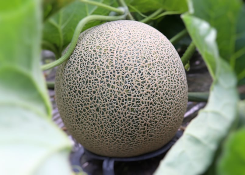 2025年先行予約【2玉】甘くてジューシーなメロン | かしづく