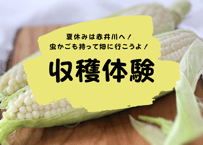 2025年【貴重！白いとうもろこし収穫体験会】収穫体験・お土産付き