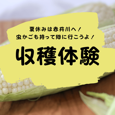 2025年【貴重！白いとうもろこし収穫体験会】収穫体験・お土産付き