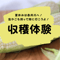 2025年【貴重！白いとうもろこし収穫体験会】収穫体験・お土産付き