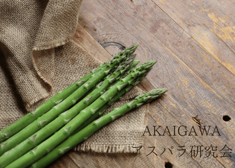 【グリーンML】朝採りアスパラ800g（400g×2袋）/ 赤井川村アスパラ研究会