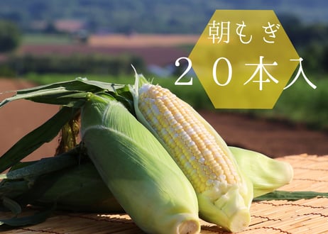 2025年先行予約【20本】粒がしっかりなゆめのコーン