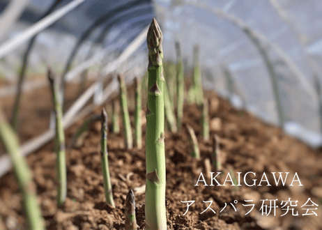 【グリーン2L～3L】朝採りアスパラ800g（400g×2袋）/ 赤井川村アスパラ研究会