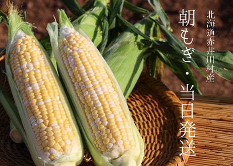 2025年先行予約【20本】粒がしっかりなゆめのコーン