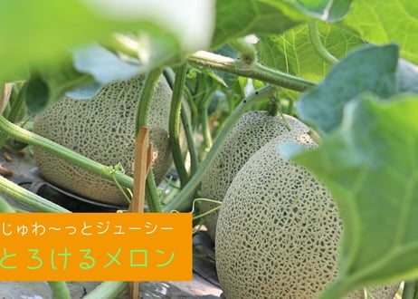 2026年先行予約【４～５玉・２箱セット】甘くてジューシーなメロン