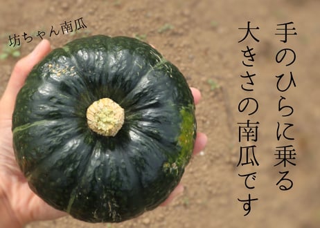 2026年先行予約【村の野菜BOX】旬の野菜詰め合わせ