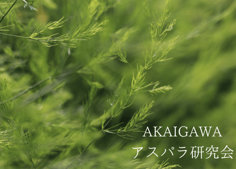 【グリーン2L～3L】朝採りアスパラ800g（400g×2袋）/ 赤井川村アスパラ研究会