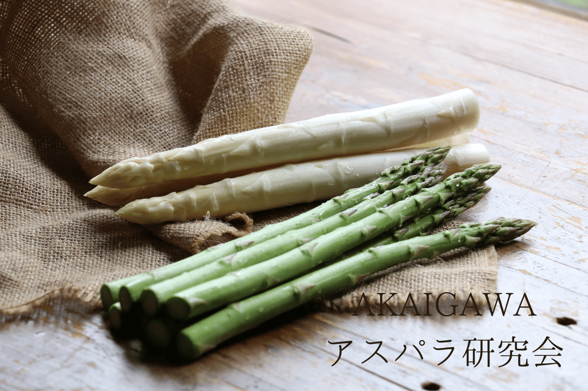 白あすばら 2色ホワイト＆グリーン】朝採りアスパラ800g（400g×2袋）/ 赤井川村