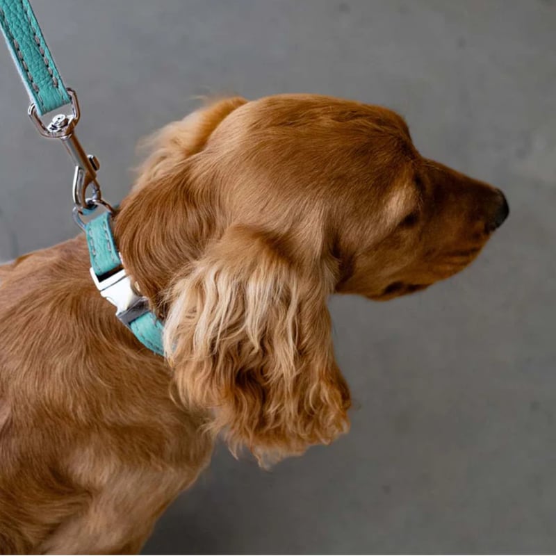 未使用品 Lサイズ⭐️Tiffany ティファニーレザー 犬首輪ドッグカラーペット BREIZH ドッグ レザーカラー （首輪） （ティファニーブルー