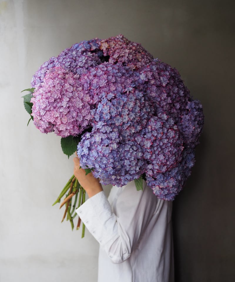 紫陽花・ひな祭りルナ(大輪) 2本セット | Ours flower