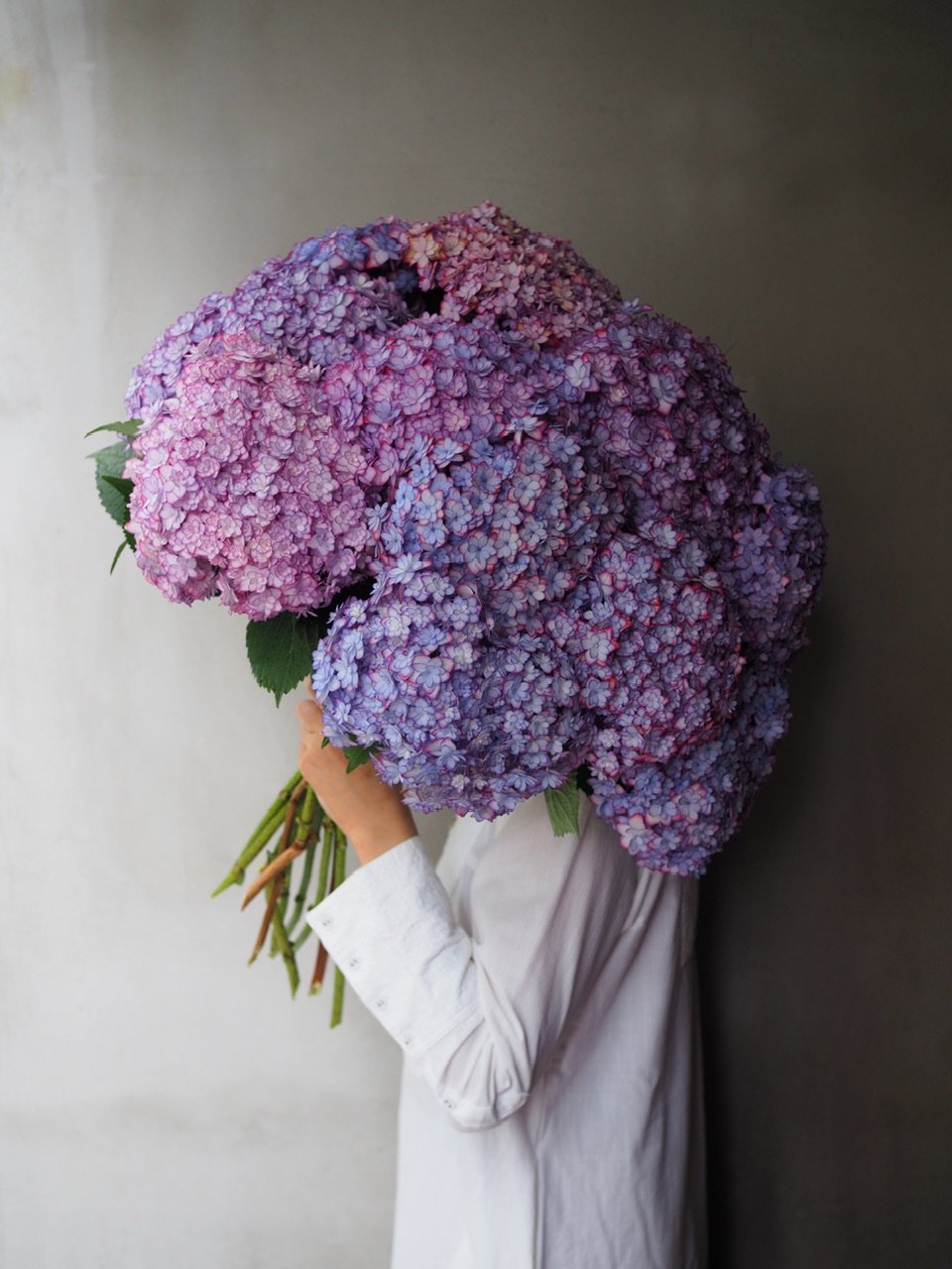 紫陽花・ひな祭りルナ(大輪) 2本セット | Ours flower