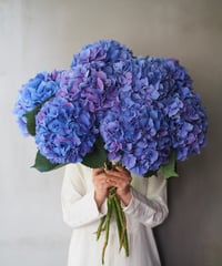 紫陽花・ファーストブルー(大輪)　　２本セット