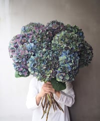 アンティーク紫陽花 ピンパーネル・クラシック大輪 (オランダ産)    ２本セット