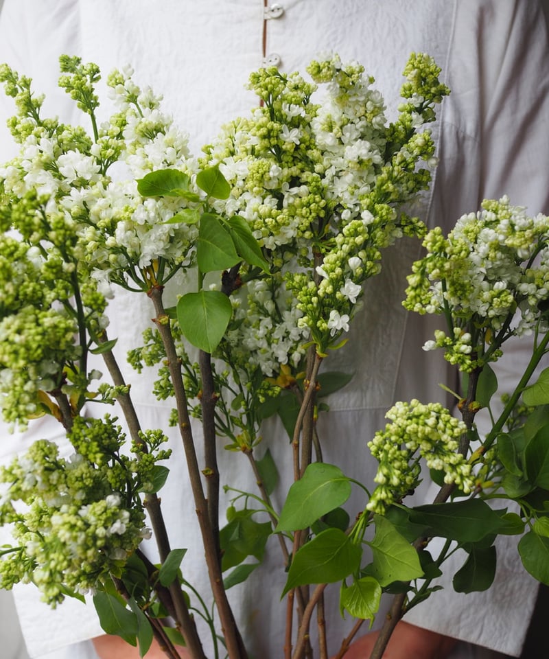 ライラック・ホワイト系 5本セット | Ours flower