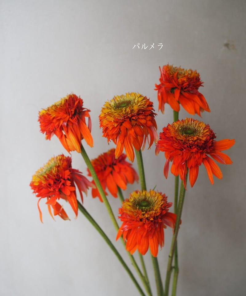 いろいろエキナセアのブーケ」 Lサイズ | Ours flower