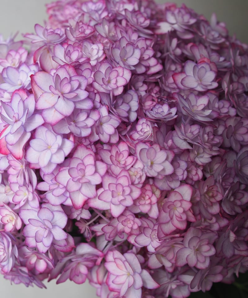 紫陽花・ひな祭りルナ(大輪) 2本セット | Ours flower