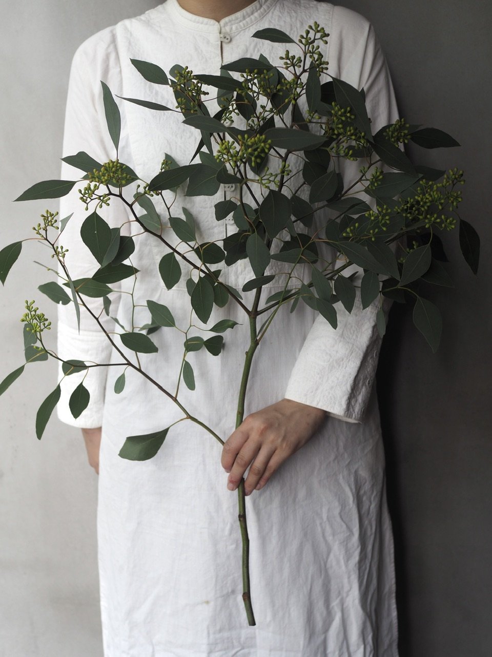 ✾ ユーカリ ポポラスベリー ✾ ポポラス フレッシュ ✾ ✾ ユーカリ ポポラスベリー ✾ ポポラス フレッシュ ✾ ポポ