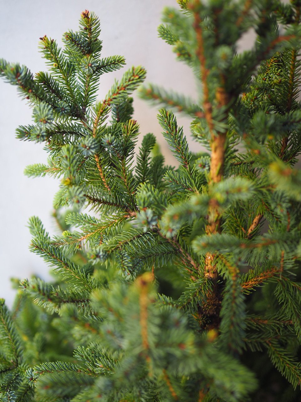 カナダトウヒ・エキニクリスマス(XL)」 カゴ・鉢皿付き | Ours flower