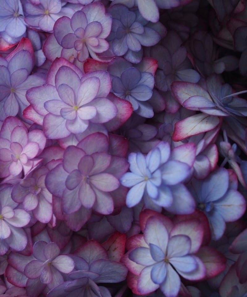 紫陽花・ひな祭りルナ(大輪) 2本セット | Ours flower