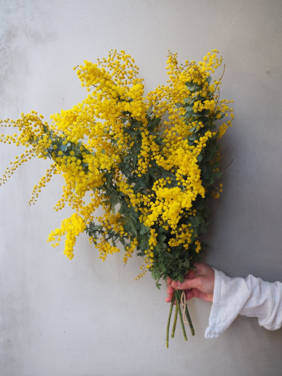Misayoutaro様専用 ミモザ 保水有り 100サイズ発送 生花 Misayoutaro様