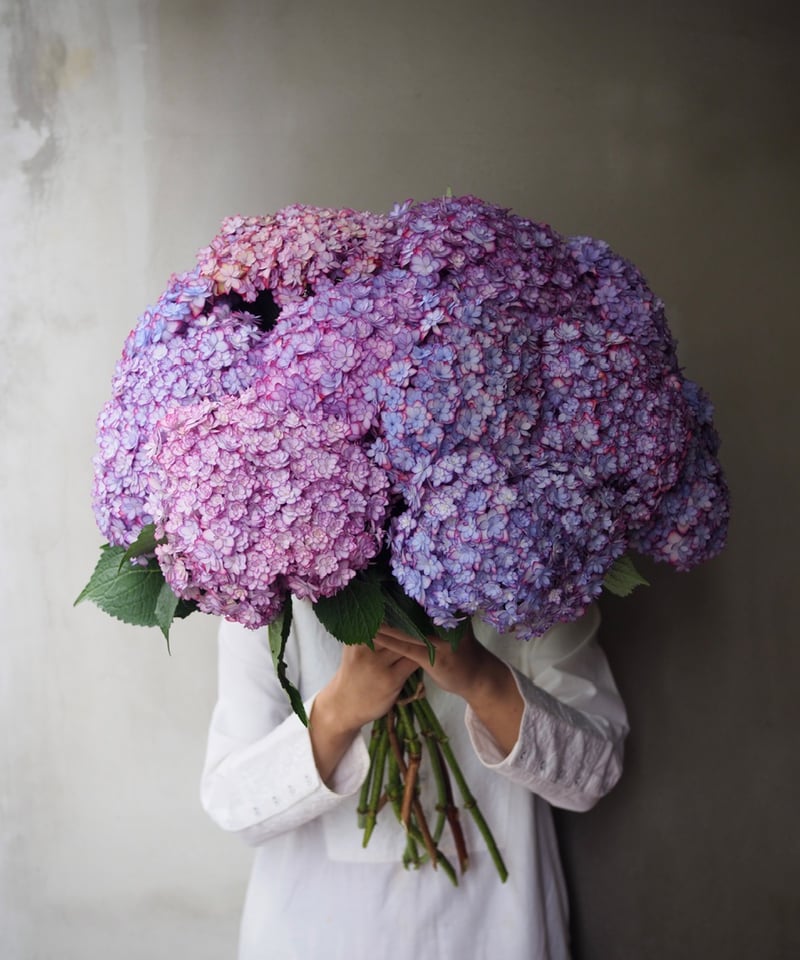 紫陽花・ひな祭りルナ(大輪) 2本セット | Ours flower