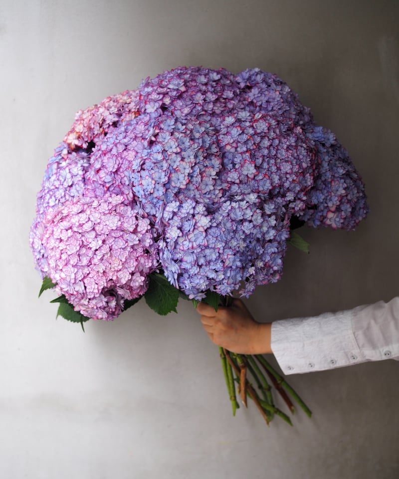 紫陽花・ひな祭りルナ(大輪) 2本セット | Ours flower