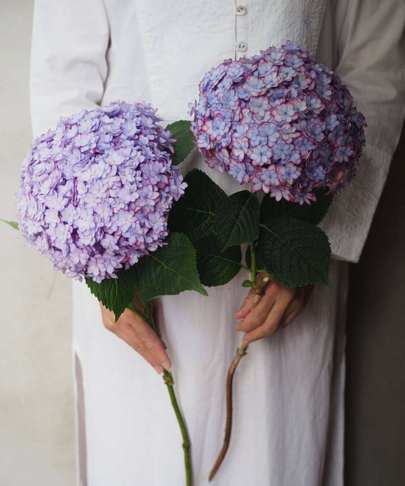 紫陽花・ひな祭りルナ(大輪) 2本セット | Ours flower