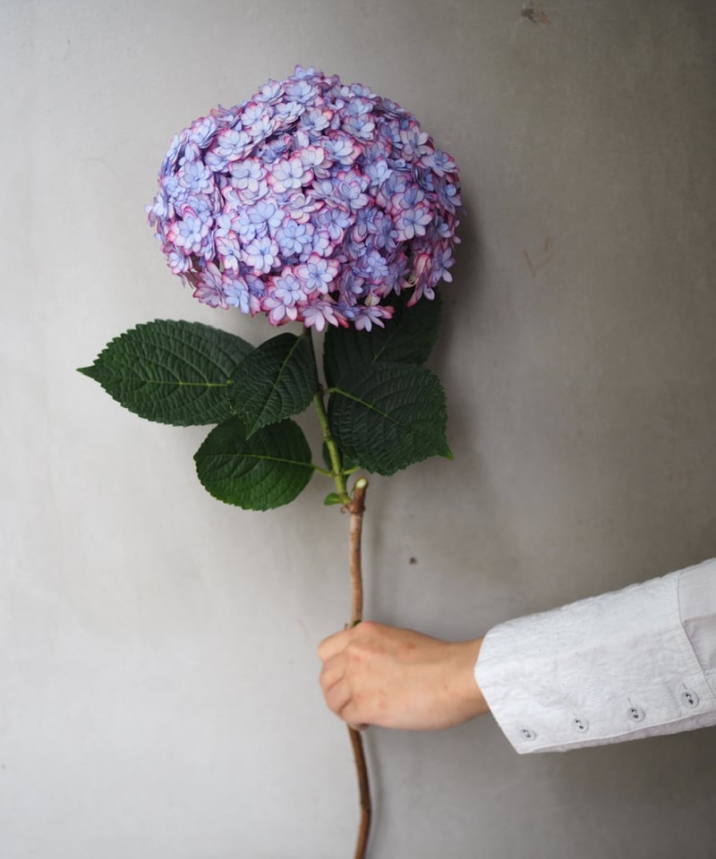 紫陽花・ひな祭りルナ(大輪) 2本セット | Ours flower