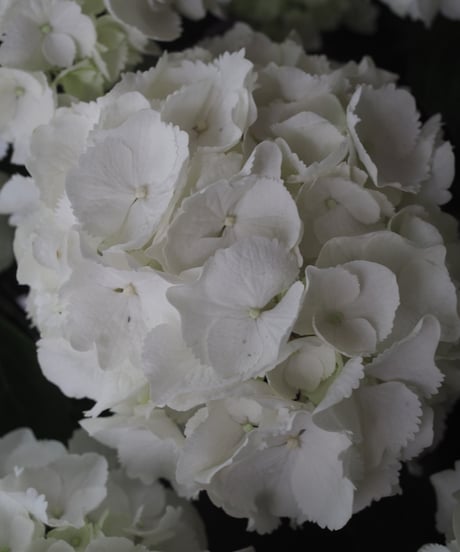 紫陽花「シュガーホワイト」　（鉢物)