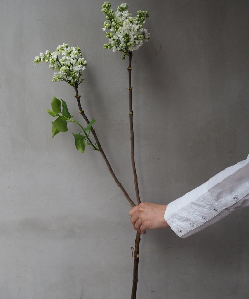 ライラック・ホワイト系 5本セット | Ours flower