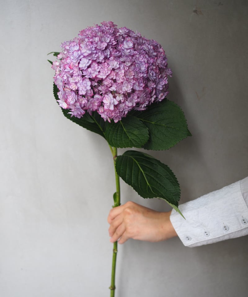 紫陽花・ひな祭りルナ(大輪) 2本セット | Ours flower